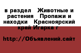  в раздел : Животные и растения » Пропажи и находки . Красноярский край,Игарка г.